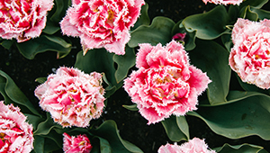 Acetato de citronelila