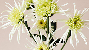 Acetato de geranila 60