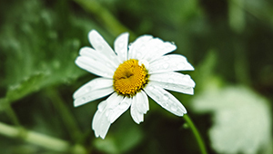 Acetato de geranila 98