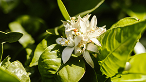 Dihidrojasmonato de metila