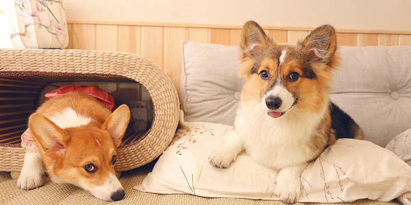 Animais de estima??o